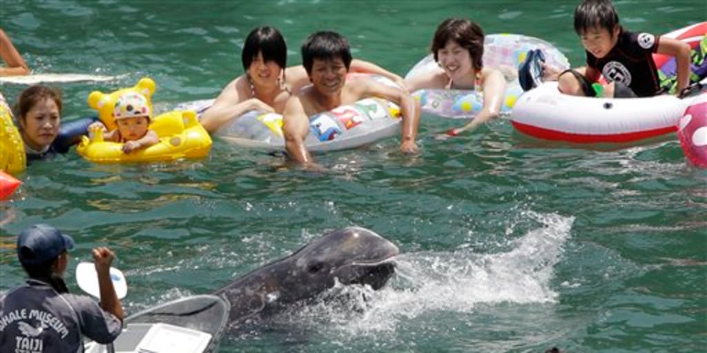 japan dolphin hunt--